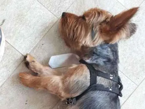 Cachorro ra a Yorkshare idade 1 ano nome Trova