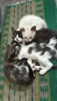 Gato