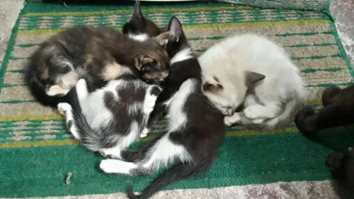 Gato ra a Não refinada  idade Abaixo de 2 meses nome Gato