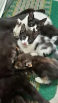 Gato