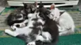 Gato