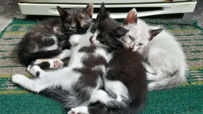 Gato ra a Não refinada  idade Abaixo de 2 meses nome Gato
