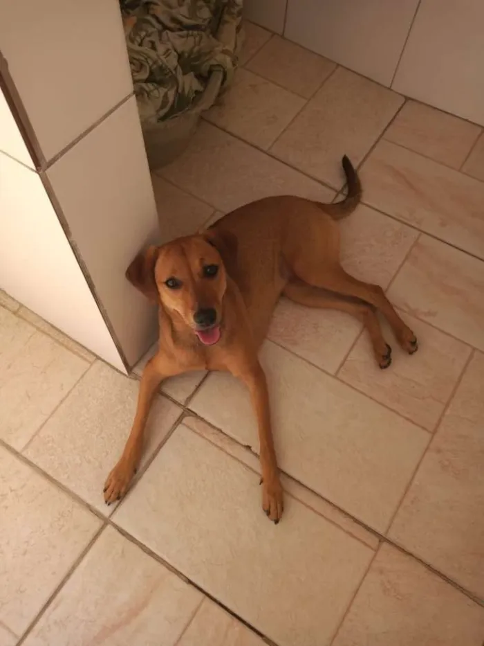 Cachorro raça Canina idade 7 a 11 meses nome CHIQUINHA