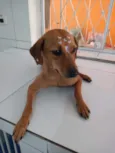 Cachorro raça Canina idade 7 a 11 meses nome CHIQUINHA
