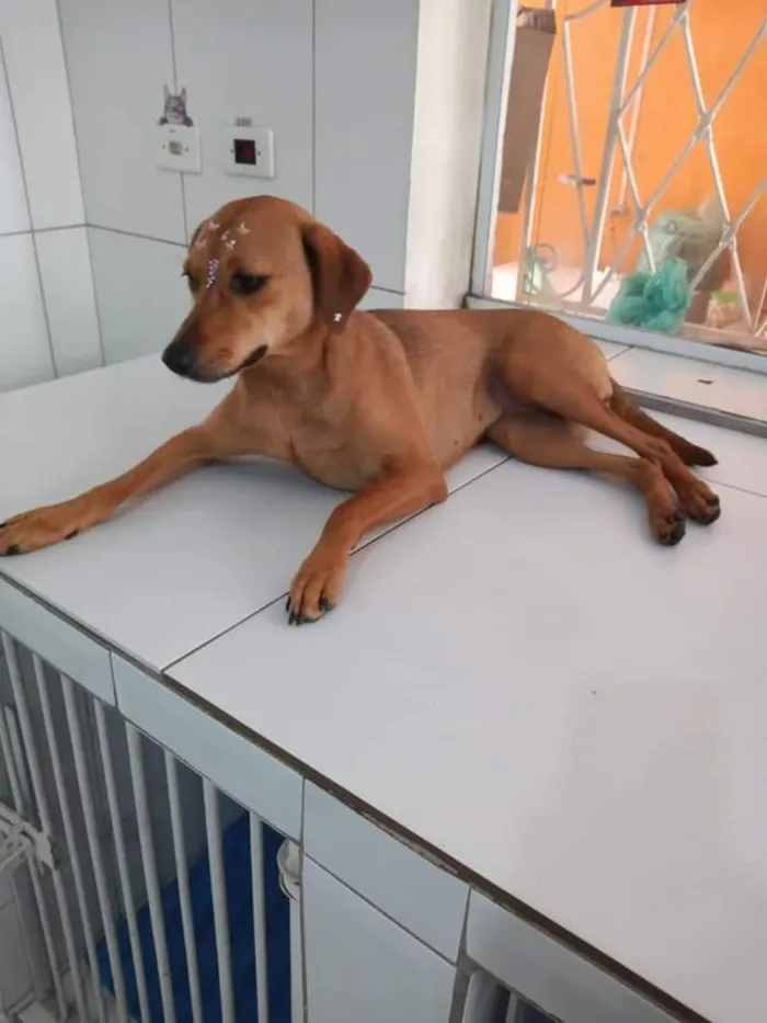Cachorro raça Canina idade 7 a 11 meses nome CHIQUINHA
