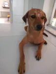Cachorro raça Canina idade 7 a 11 meses nome CHIQUINHA