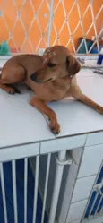 Cachorro raça Canina idade 7 a 11 meses nome CHIQUINHA