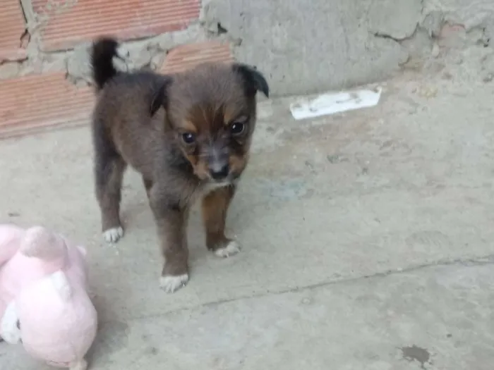 Cachorro raça Vira lata idade Abaixo de 2 meses nome Sem nome
