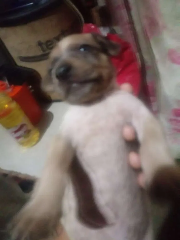 Cachorro raça Vira lata idade Abaixo de 2 meses nome Sem nome