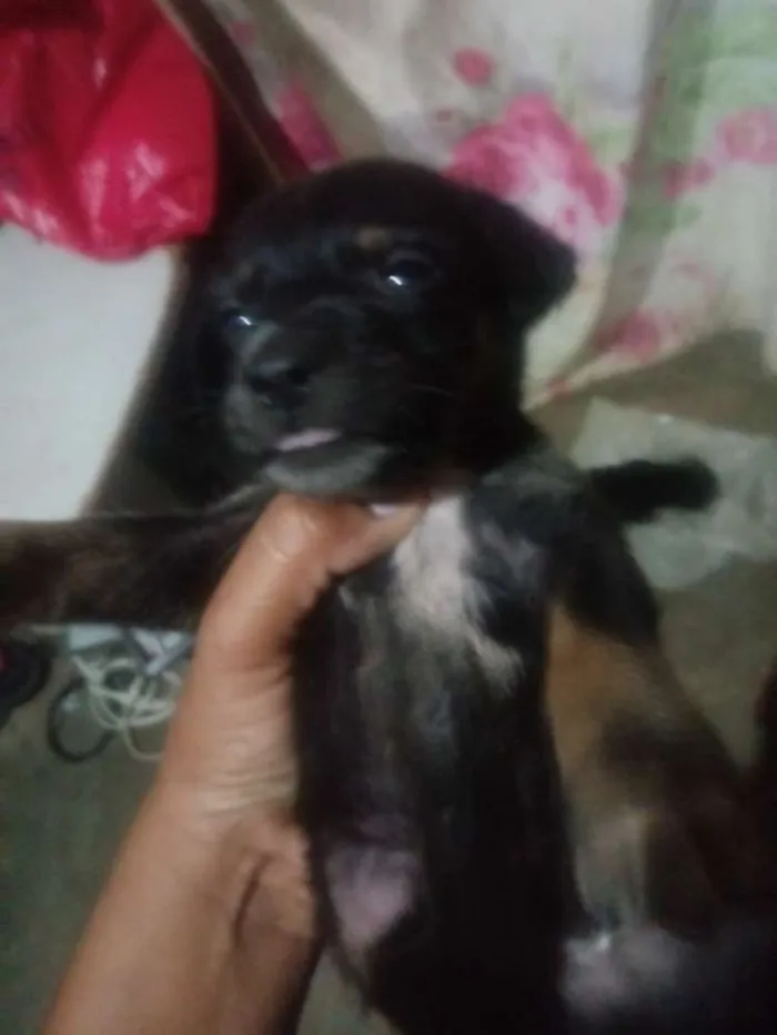 Cachorro raça Vira lata idade Abaixo de 2 meses nome Sem nome