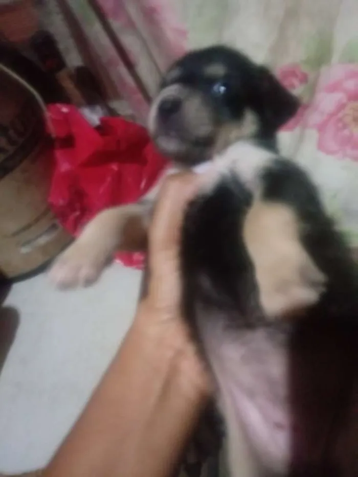 Cachorro raça Vira lata idade Abaixo de 2 meses nome Sem nome