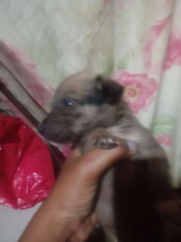 Cachorro raça Vira lata idade Abaixo de 2 meses nome Sem nome