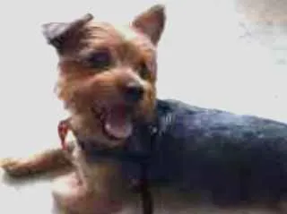 Cachorro ra a Yorkshare idade 1 ano nome Trova