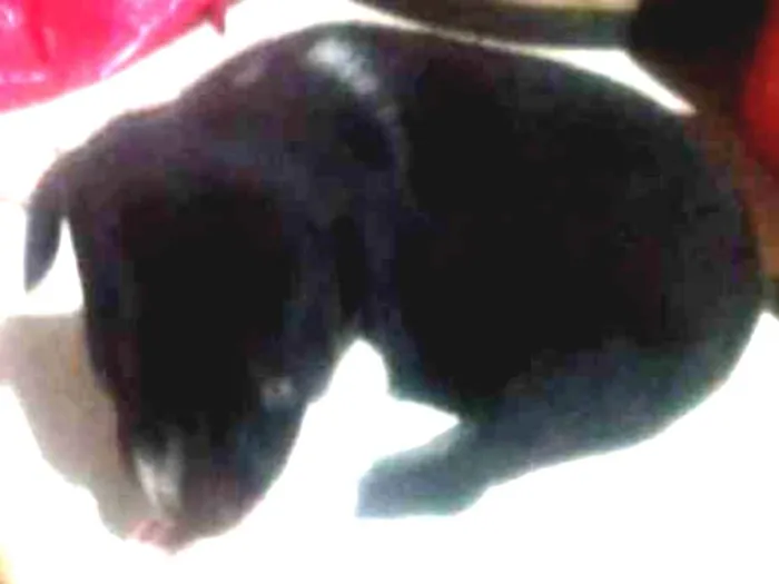 Cachorro raça Vira lata idade Abaixo de 2 meses nome Sem nome