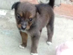 Cachorro raça Vira lata idade Abaixo de 2 meses nome Sem nome