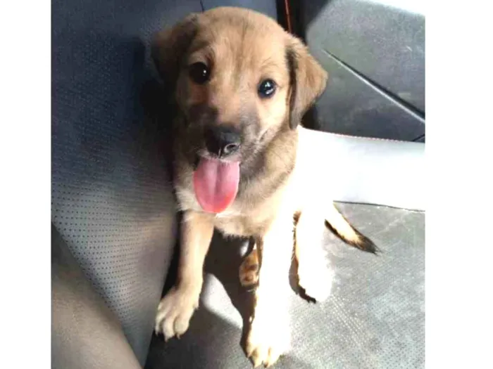 Cachorro raça SRD idade 2 a 6 meses nome A definir
