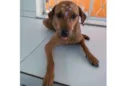 Cachorro raça Canina idade 7 a 11 meses nome CHIQUINHA