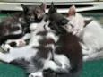 Gato