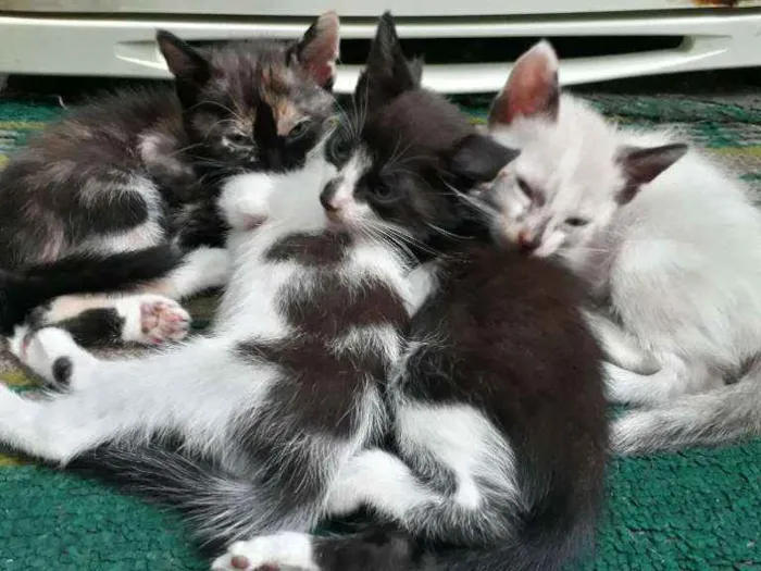 Gato ra a Não refinada  idade Abaixo de 2 meses nome Gato
