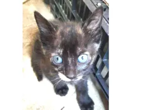 Gato raça Indefinida idade Abaixo de 2 meses nome Filhotinho de 2 mese