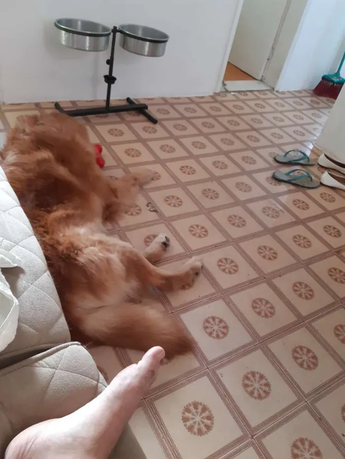 Cachorro raça Golden idade 3 anos nome Olaf