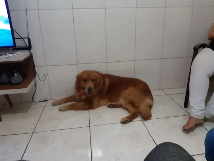Cachorro raça Golden idade 3 anos nome Olaf