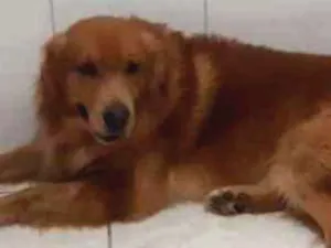 Cachorro raça Golden idade 3 anos nome Olaf