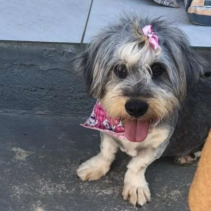 Cachorro ra a sem raça definida idade 1 ano nome Madona