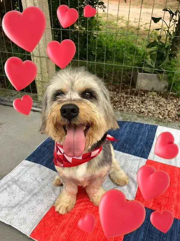 Cachorro ra a sem raça definida idade 1 ano nome Madona