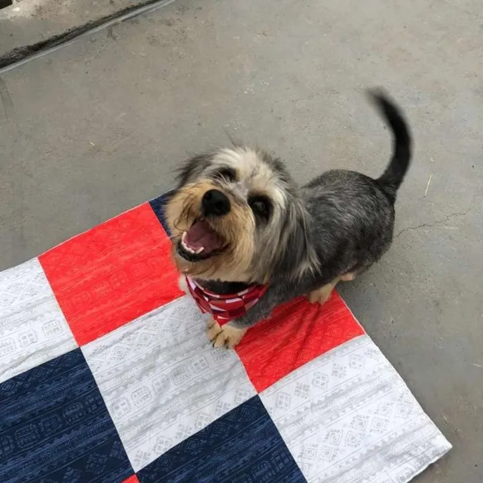 Cachorro ra a sem raça definida idade 1 ano nome Madona