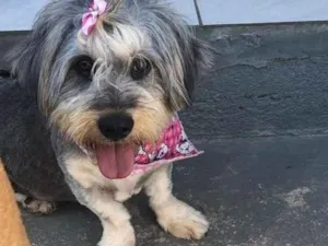 Cachorro raça sem raça definida idade 1 ano nome Madona