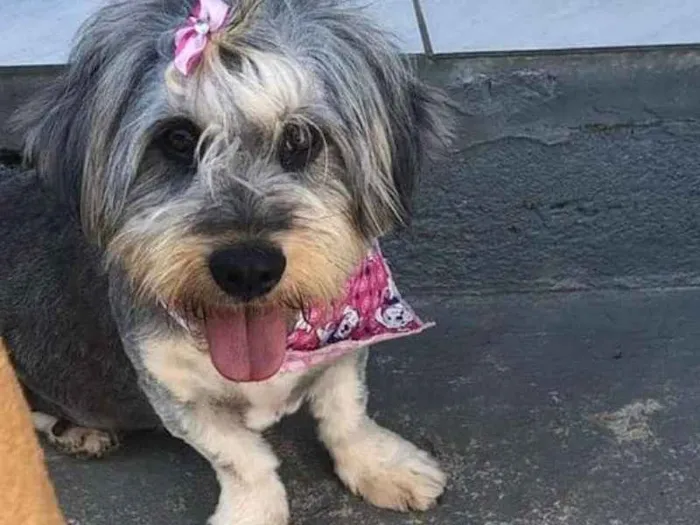 Cachorro ra a sem raça definida idade 1 ano nome Madona