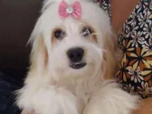 Cachorro raça Yorkshire com maltês  idade 7 a 11 meses nome Nutella