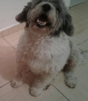 Cachorro raça PolDo porte médio  idade 6 ou mais anos nome Picthuka