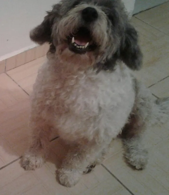 Cachorro ra a PolDo porte médio  idade 6 ou mais anos nome Picthuka