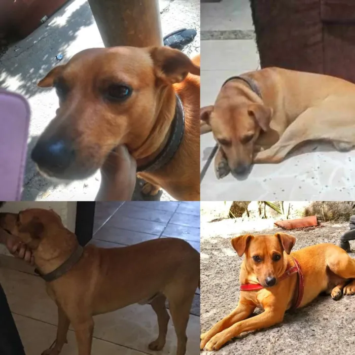 Cachorro ra a Viralata caramelo  idade 5 anos nome Scooby 