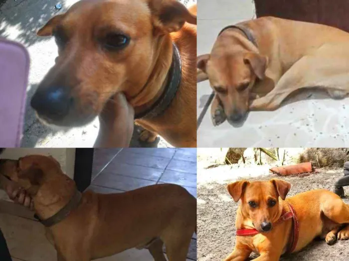 Cachorro ra a Viralata caramelo  idade 5 anos nome Scooby 