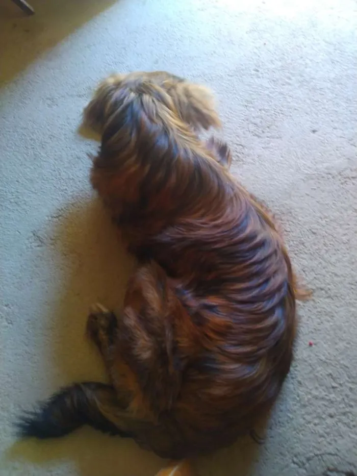 Cachorro raça pastor Shetland idade 2 a 6 meses nome Max ou marquinhos