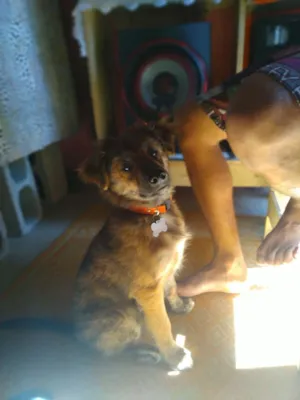 Cachorro raça pastor Shetland idade 2 a 6 meses nome Max ou marquinhos