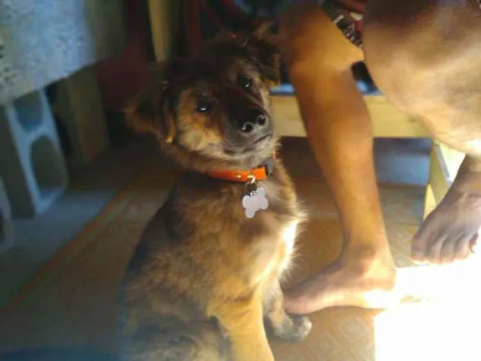 Cachorro raça pastor Shetland idade 2 a 6 meses nome Max ou marquinhos