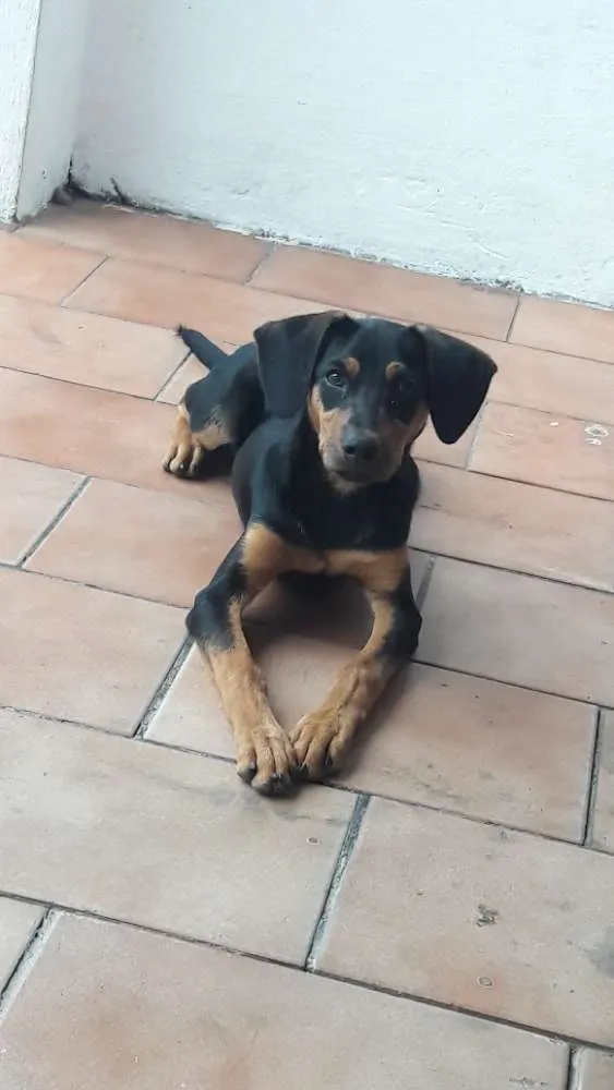 Cachorro ra a mistura de Cofap com viralata idade 2 a 6 meses nome Lupi