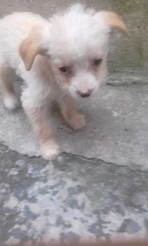 Cachorro ra a  idade Abaixo de 2 meses nome sem nome