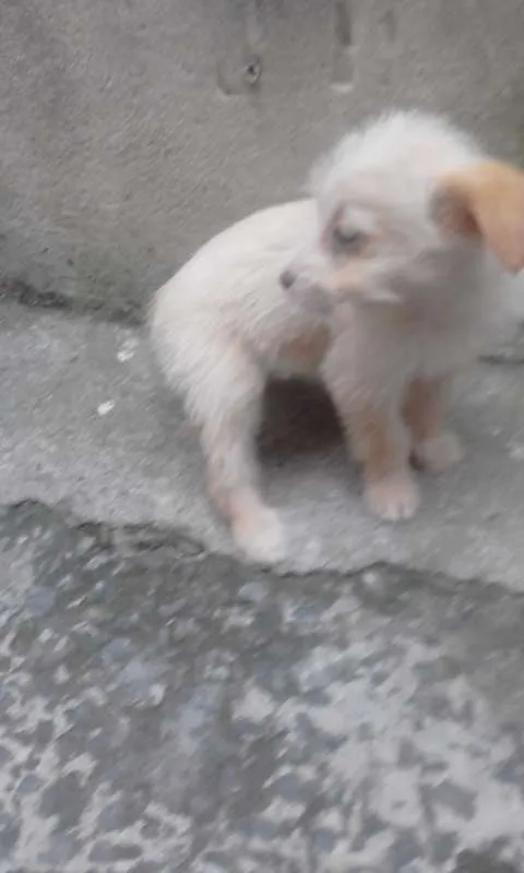 Cachorro ra a  idade Abaixo de 2 meses nome sem nome