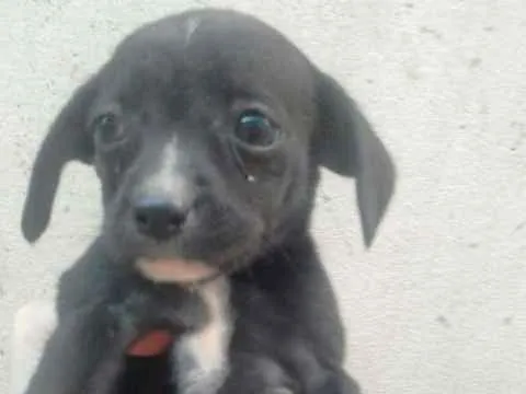 Cachorro ra a  idade Abaixo de 2 meses nome sem nome