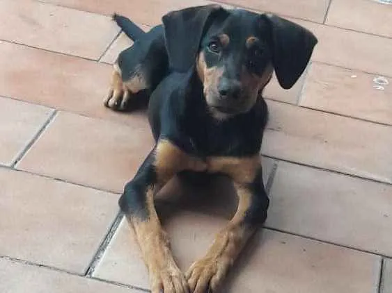 Cachorro ra a mistura de Cofap com viralata idade 2 a 6 meses nome Lupi