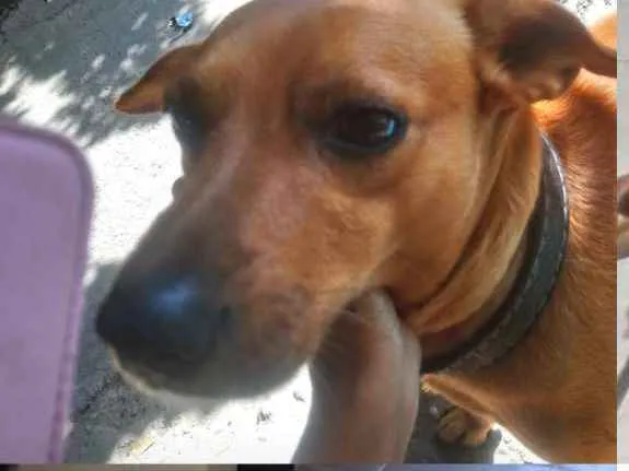 Cachorro ra a Viralata caramelo  idade 5 anos nome Scooby 