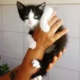 gatinha