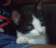 gatinha