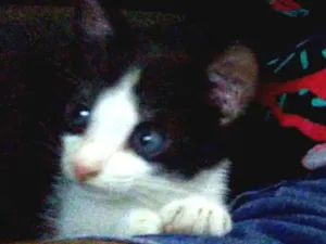 Gato raça  idade Abaixo de 2 meses nome gatinha