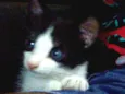 gatinha
